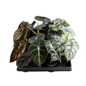 ALOCASIA  M 6 MIX