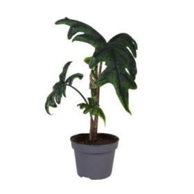 ALOCASIA  M12 Jacklyn