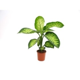 DIEFFENBACHIA TROPIC M17