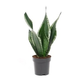 SANSEVIERIA  M12  TRIFASCIATA Grey Stripe/ Silvel