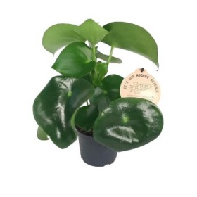 PEPEROMIA  M12 POLYBOT RAINDROP