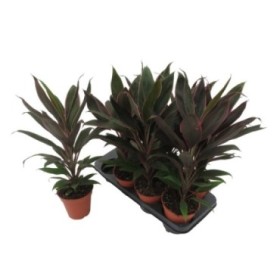 DRACAENA RUMBA M13  H50