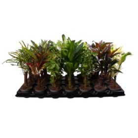 CROTON MIX TRONCO  M 6