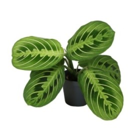 MARANTA LEUCONEURA M 6 Lemon Lime