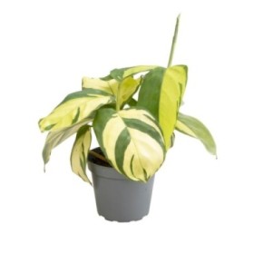 CTENANTHE M 6 H15 PILOSA GOLDEN MOSAIC