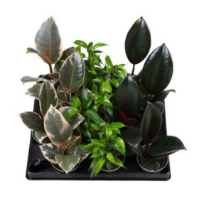 FICUS MIX  M 6