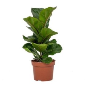 FICUS LYRATA  M12-35cm. BAMBINO