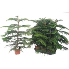 ARAUCARIA  M17- 60cm