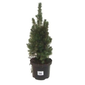 PICEA GLAUCA CONICA  M17- 50cm.