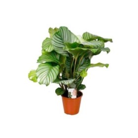 CALATHEA  M19  ORBIFOLIA