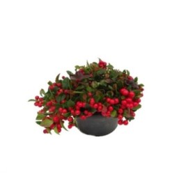 GAULTHERIA PROCUMBENS  M23  BIG BERRY