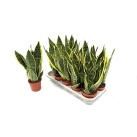 SANSEVIERIA M12- 40cm. laurentii