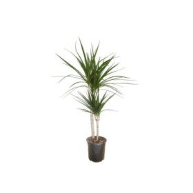 DRACAENA MARGINATA, 2 troncs M17- 45.15