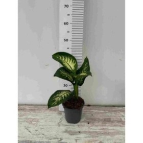 DIEFFENBACHIA TROPIC M14 Sr.