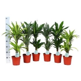 DRACAENA DEREMENSIS MIX 2 troncs M16- 65cm.