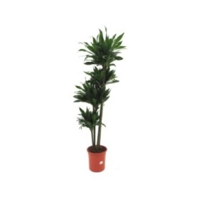 DRACAENA COMPACTA 120.90.60.30 M25-160cm.