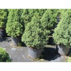 PICEA GLAUCA CONICA 50/60 10L