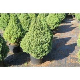 PICEA GLAUCA CONICA 80/100 15L