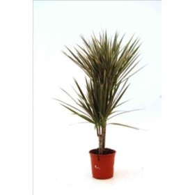 DRACAENA MARG. BICOLOR 2 troncs M16- 30.15