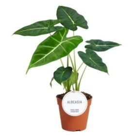 ALOCASIA  M12 Frydek