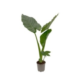 ALOCASIA  M24-100cm. Macrorrhiza