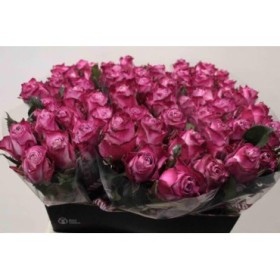 FLOR, ROSA HO. DEEP PURPLE 60cm, paq.x10 lila/rosa