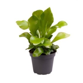 ASPLENIUM  M 6 MINI