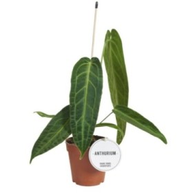 ANTHURIUM  M12 WAROCQUEANUM