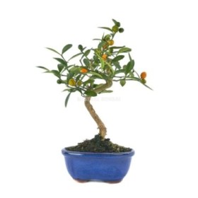 BONSAI 7 AÑOS CITRUS KINZU ZP-b2