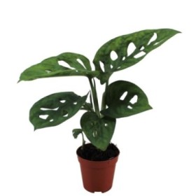 MONSTERA OBLIQUA  mini M5.5