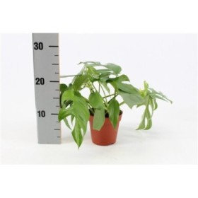 MONSTERA MINIMA VERDE M12 H25