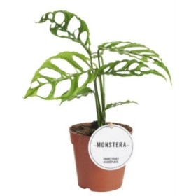 MONSTERA OBLIQUA  M12 25cm PERU