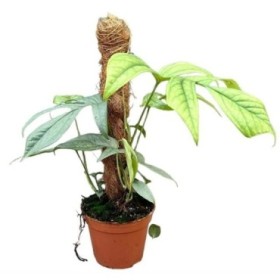 MONSTERA AMYDRIUM MEDIUM PLATA M14 H20 tutor