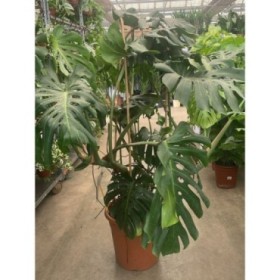 MONSTERA DELICIOSA  M30-150cm. 2 ARCOS