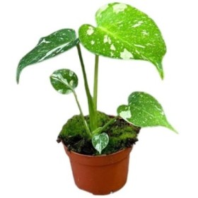 MONSTERA DELICIOSA M11 Thai Constellati