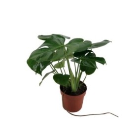 MONSTERA DELICIOSA  M14 Sr