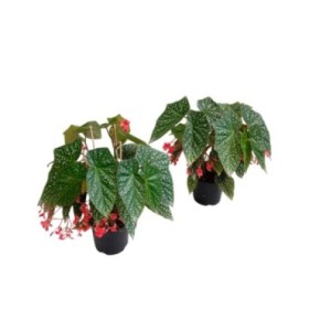 BEGONIA SNOW CAPPED M14