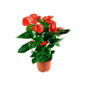 ANTHURIUM  M17 RED WINNER