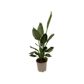 STRELITZIA REGINAE  M22  2 plantas