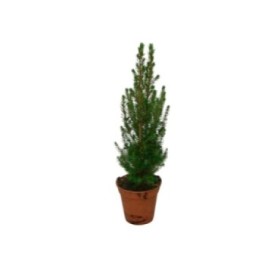 PICEA GLAUCA CONICA  M13