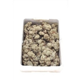 VERDS, MOLSA BLANCA (ICELAND MOSS) IMPORT