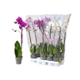 PHALAENOPSIS  M12 1 VARA 70cm. MIX