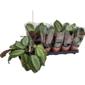 MARANTA KERKOVIANA M12 exclusiva grey