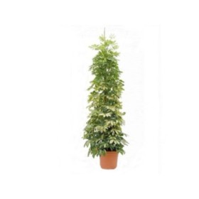 SCHEFFLERA  M30-180cm. Gold Capella