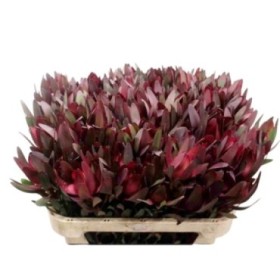 FLOR, LEUCADENDRON SAFARI x10 tiges.