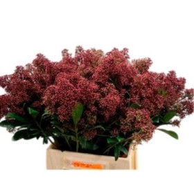 FLOR, SKIMMIA  RUBELLA  45cm.