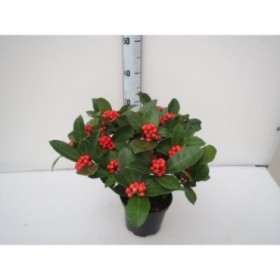 SKIMMIA JAPONICA OBERRIES RED