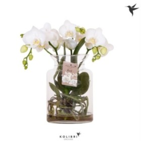 PHALAENOPSIS  M16 KOLIBRI 3 VARES H50 BL VIDRE