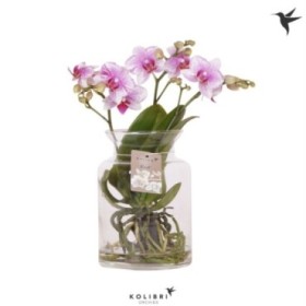 PHALAENOPSIS  M16 KOLIBRI 3 VARES H50 RS VIDRE