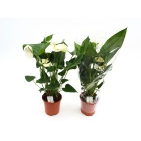 ANTHURIUM  M17 WHITE WINNER